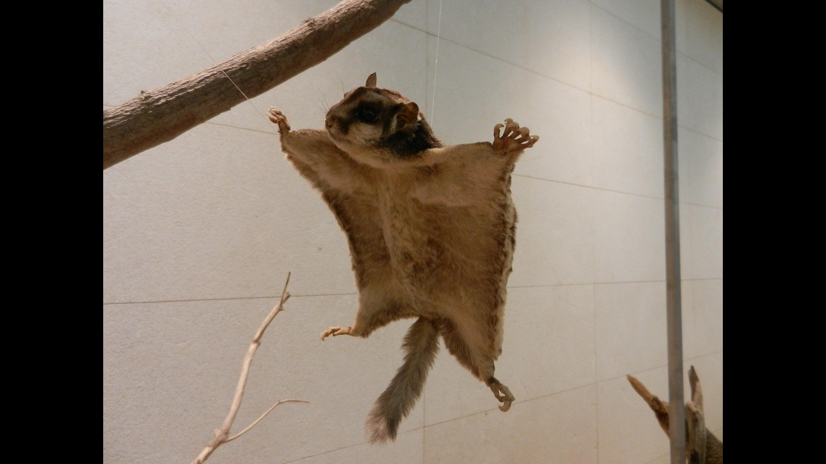 Motion-Triggered Camera Captures Flying Squirrel in Chicago | Chicago